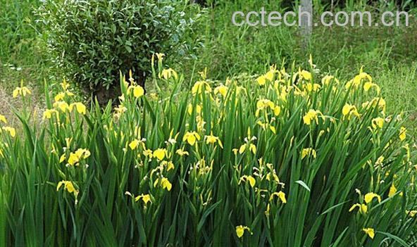 果蔬百科黄菖蒲-0