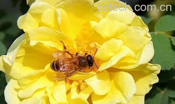 果蔬百科黄刺玫-0