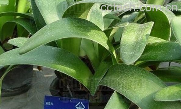 果蔬百科虎耳兰-0