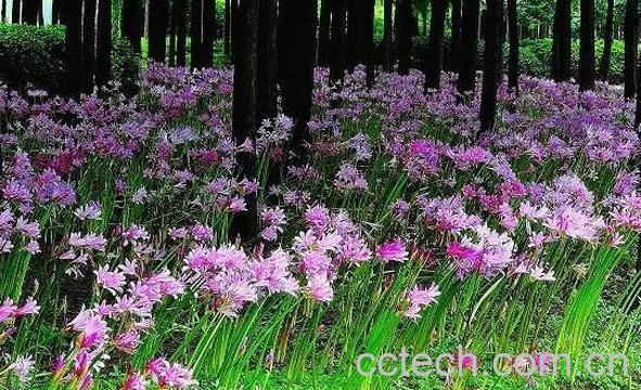 果蔬百科换棉花-0