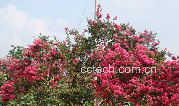 果蔬百科火把花-0