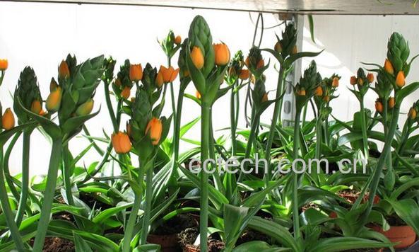 果蔬百科虎眼万年青-0