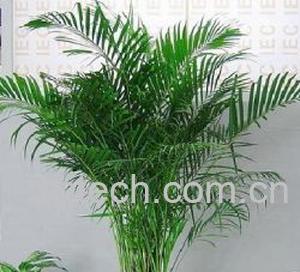 果蔬百科散尾葵的养殖方法-0