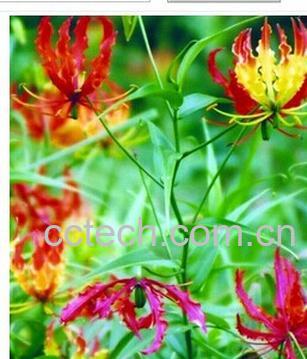 果蔬百科阔瓣嘉兰-0