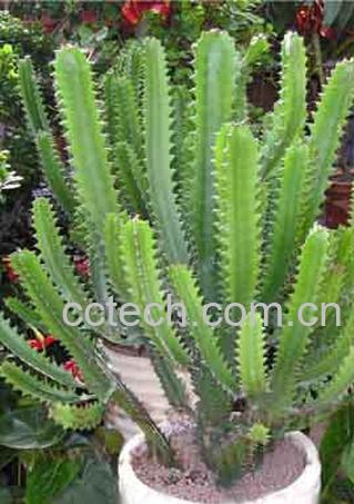 果蔬百科巴西龙骨的养殖方法-0