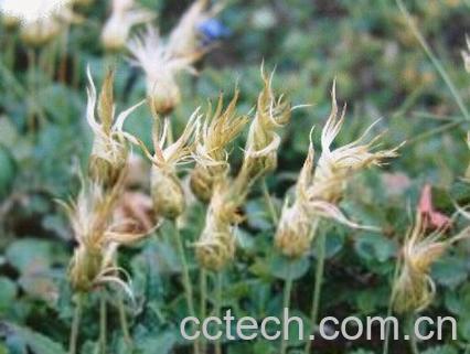 果蔬百科宽叶仙女木-0