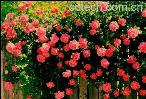 果蔬百科 蔷薇花的养殖方法-0