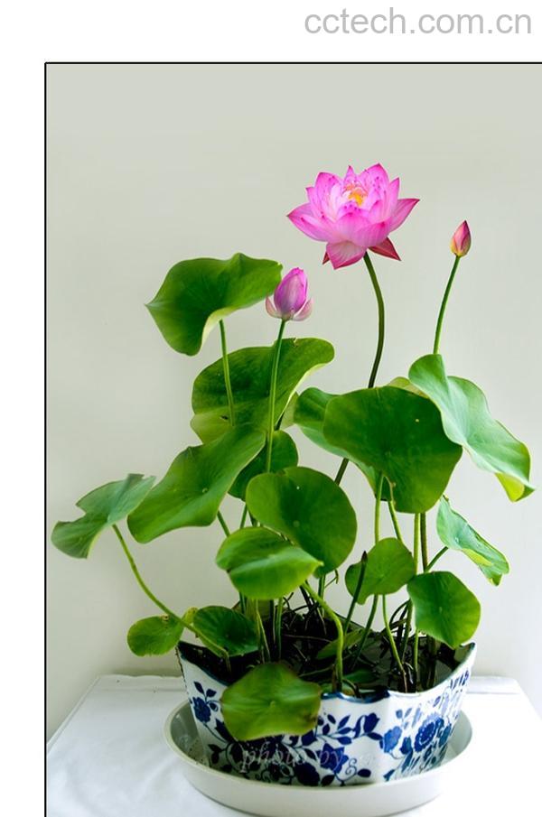 果蔬百科盆栽荷花的养殖方式-0