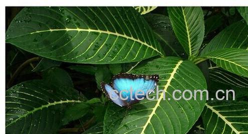 果蔬百科金脉爵床-0