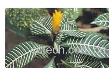 果蔬百科金脉单药花-0