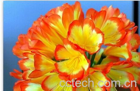 果蔬百科君子兰-0