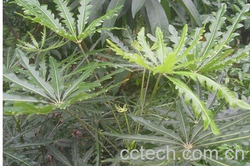 果蔬百科孔雀木-0