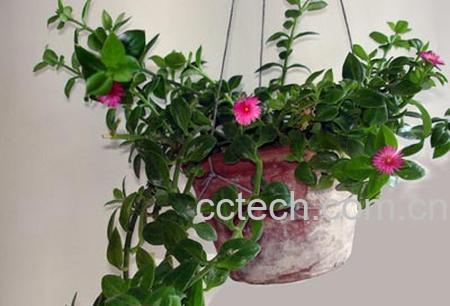 果蔬百科牡丹吊兰的养殖方法-0