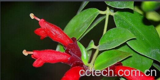 果蔬百科口红花-0