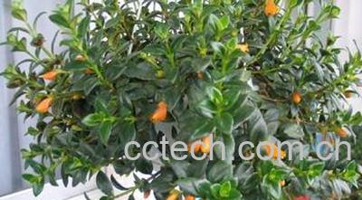 果蔬百科金鱼吊兰的养殖方法-0