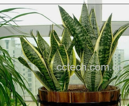 果蔬百科虎尾兰的养殖方法-0