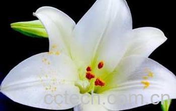 果蔬百科百合花保鲜方法-0