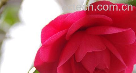 果蔬百科怎么让玫瑰花保鲜 如何让玫瑰花保鲜-0