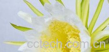 果蔬百科霸王花-0