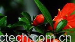 果蔬百科石榴花-0