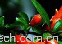 果蔬百科石榴花-0