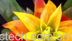 果蔬百科凤梨花-0