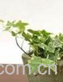果蔬百科常春藤-3