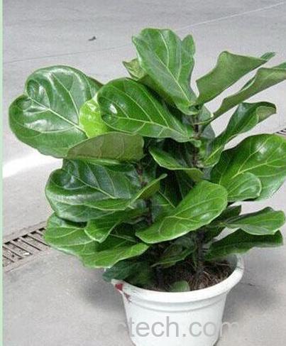 果蔬百科橡皮树的养殖方法-0