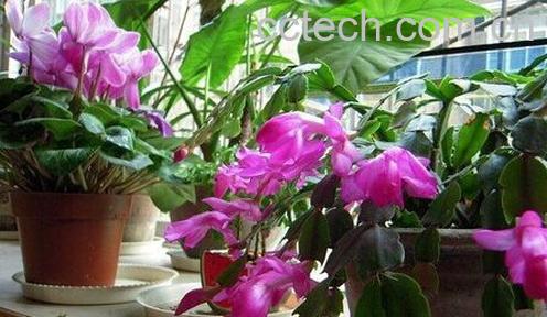 果蔬百科蟹爪兰的养殖方法-0