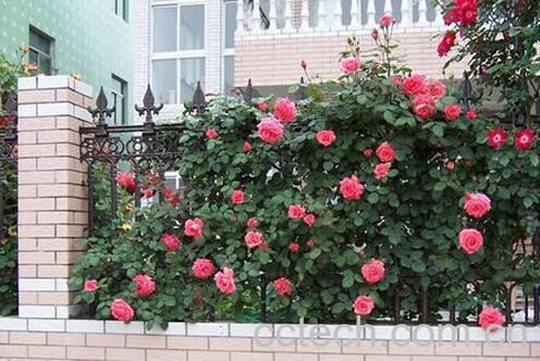 果蔬百科藤本月季养殖方法-0