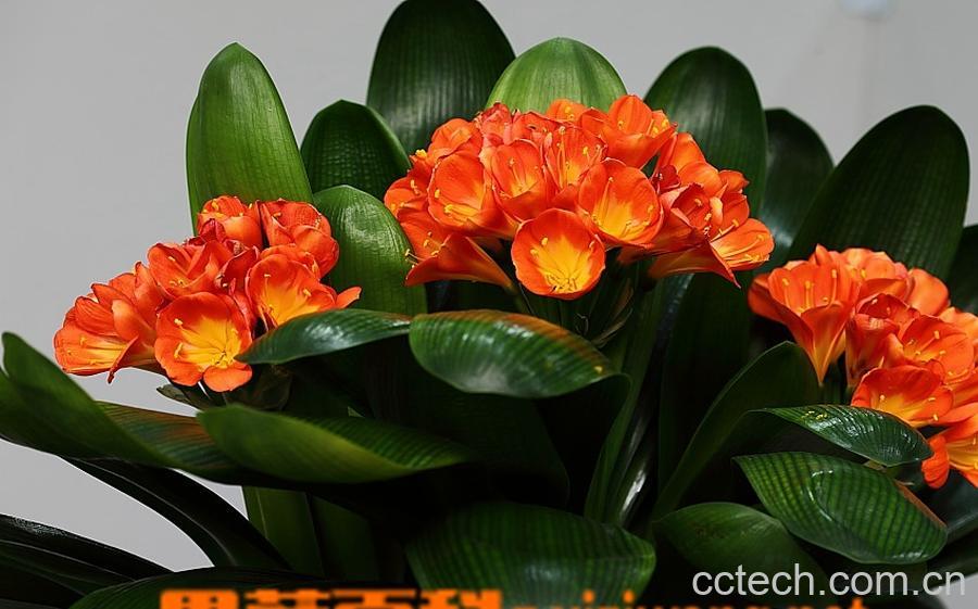 果蔬百科君子兰养殖方法和注意事项-0