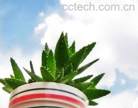 果蔬百科芦荟的养殖方法-0