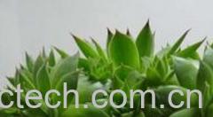 果蔬百科观音莲-0