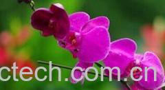 果蔬百科蝴蝶兰-0