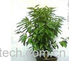 果蔬百科平安树-0