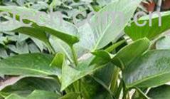 果蔬百科金钻-0