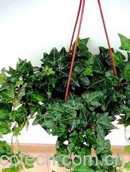 果蔬百科常春藤-0