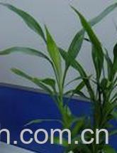 果蔬百科富贵竹-0