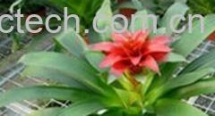 果蔬百科鸿运当头-0