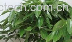 果蔬百科平安树-0