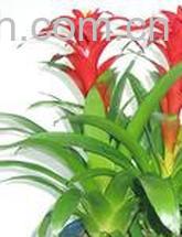 果蔬百科凤梨-0