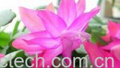 果蔬百科蟹爪兰-0