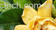 果蔬百科茶花-0