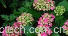 果蔬百科绣球花-0