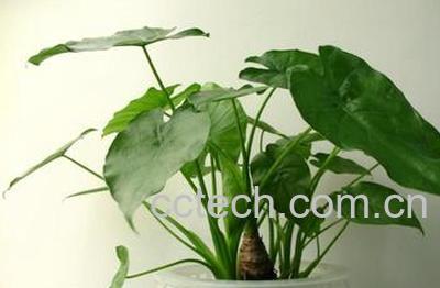 果蔬百科滴水观音的养殖方法-0