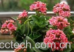 果蔬百科 长寿花的养殖方法-0