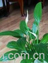 果蔬百科 一帆风顺的养殖方法-0