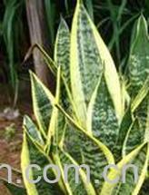 果蔬百科 虎皮兰的养殖方法和注意事项-0