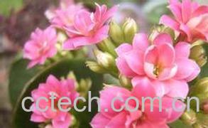 果蔬百科 海棠花的养殖方法-0