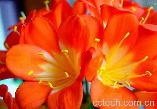 果蔬百科 君子兰的养殖方法-0